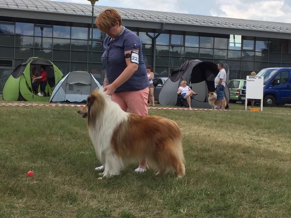 International Dog Show in WISLA (Bielsko-Biala dept.)