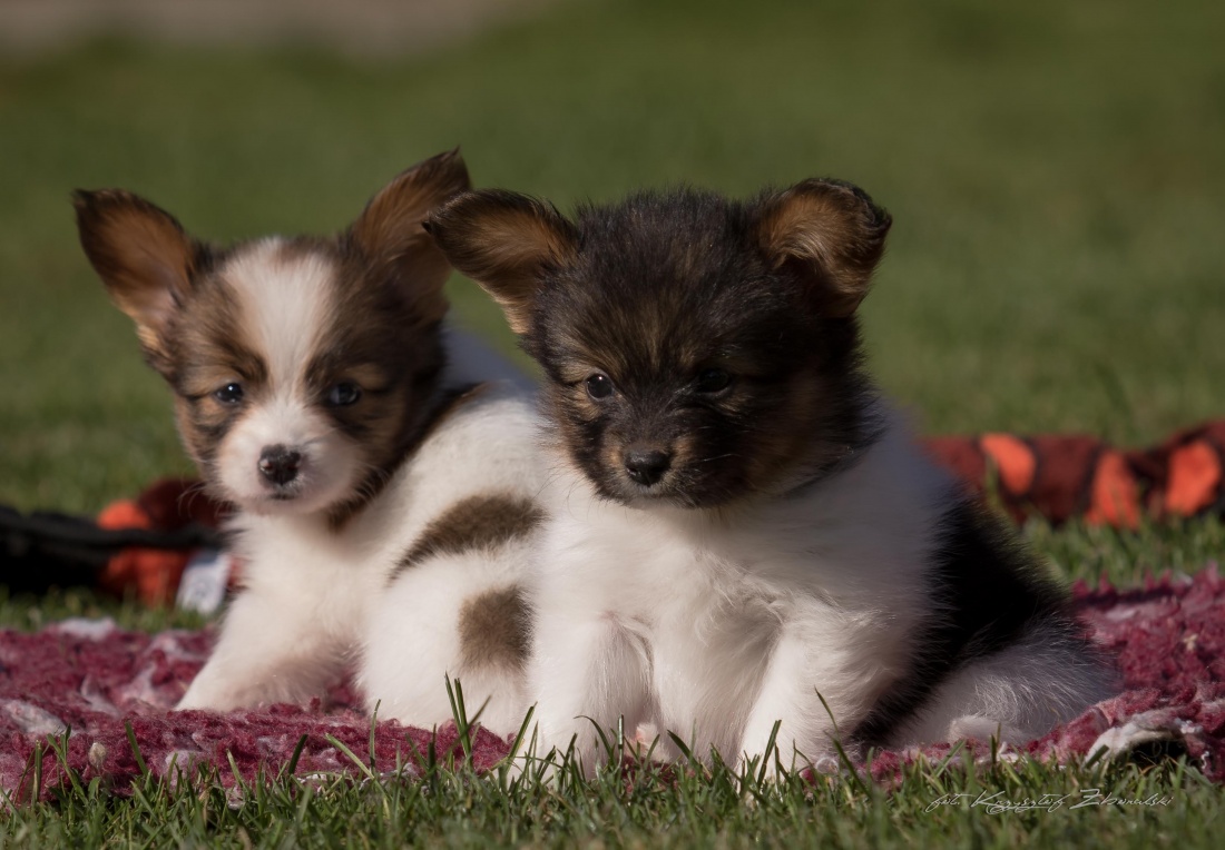 Cute pups awaits their new families