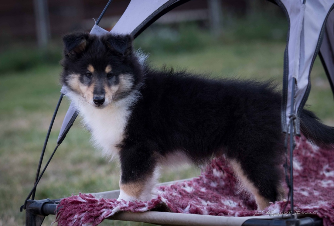 Śliczny piesek Collie Długowłosy szuka nowej rodziny