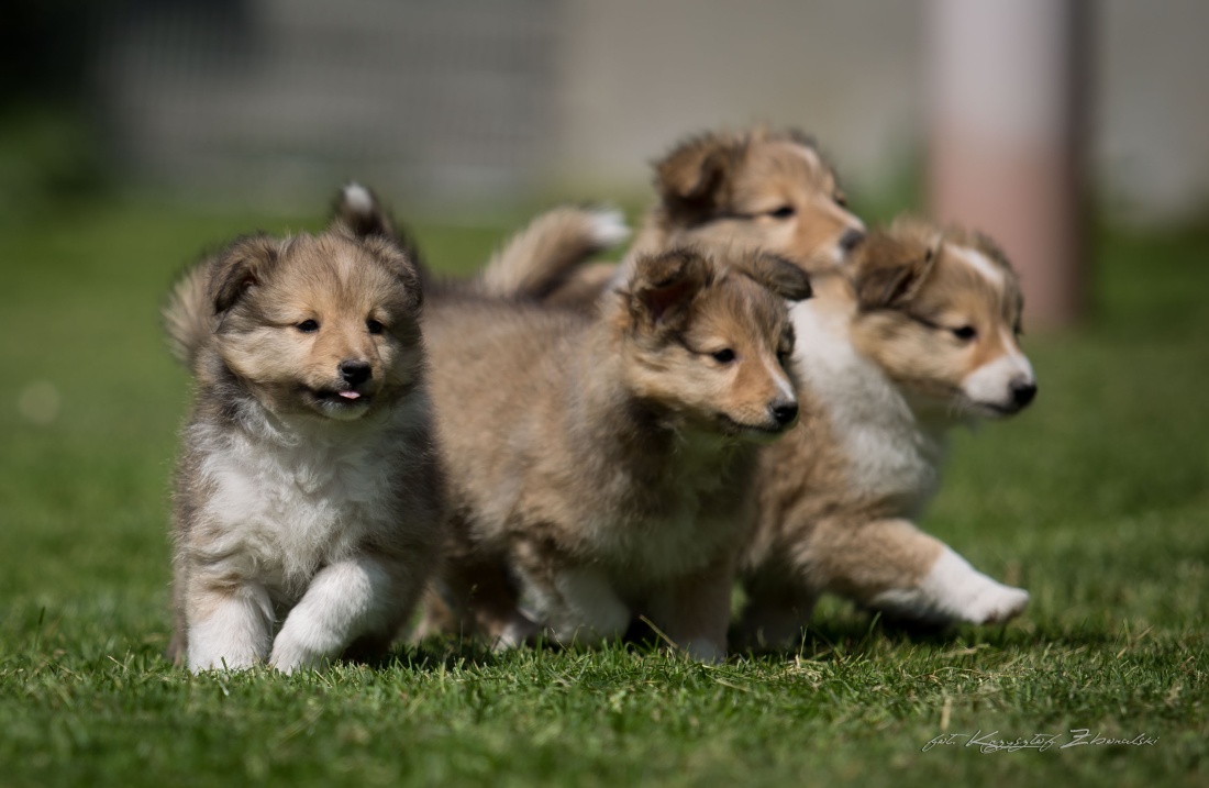 We have sheltie puppies!