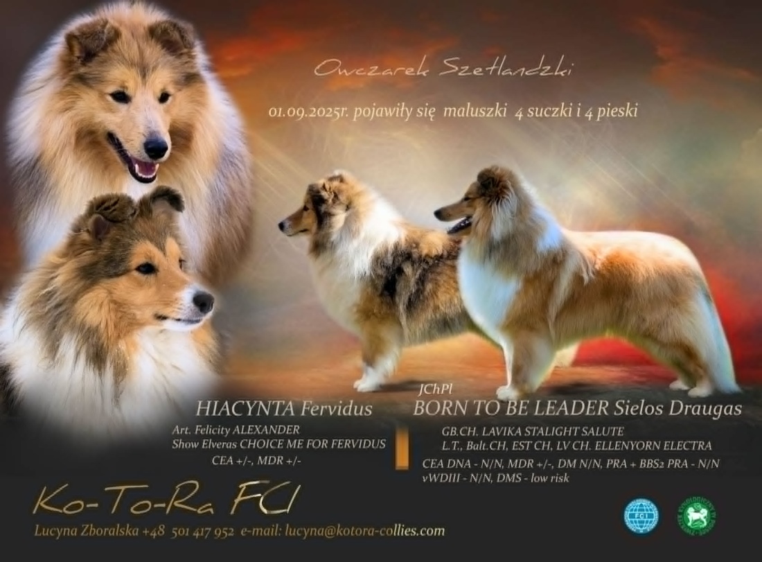 Śliczne szczenięta śniade i tricolor oczekują na nowe rodziny